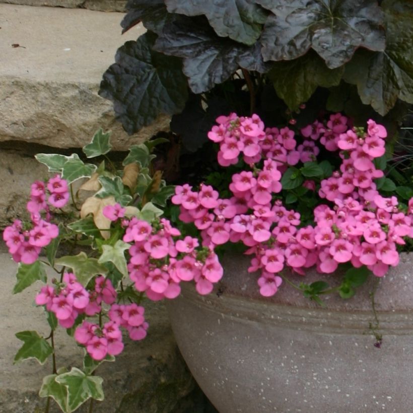 Diascia Ruby Field (Porte)