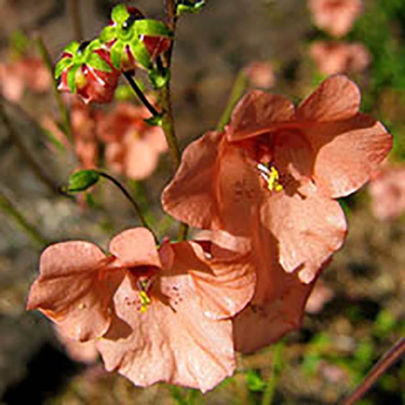 Diascia Blackthorn Apricot (Floración)