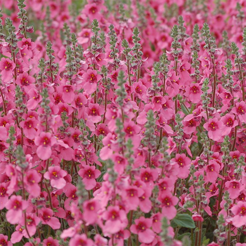 Diascia fetcaniensis (Floración)