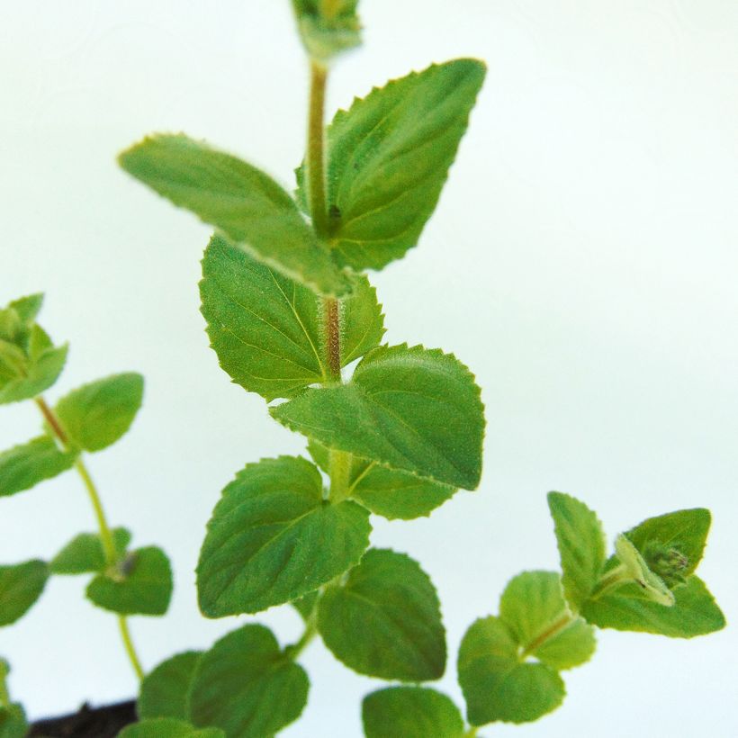 Diascia fetcaniensis (Follaje)