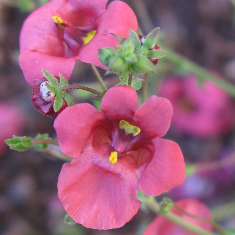 Diascia integerrima (Floración)