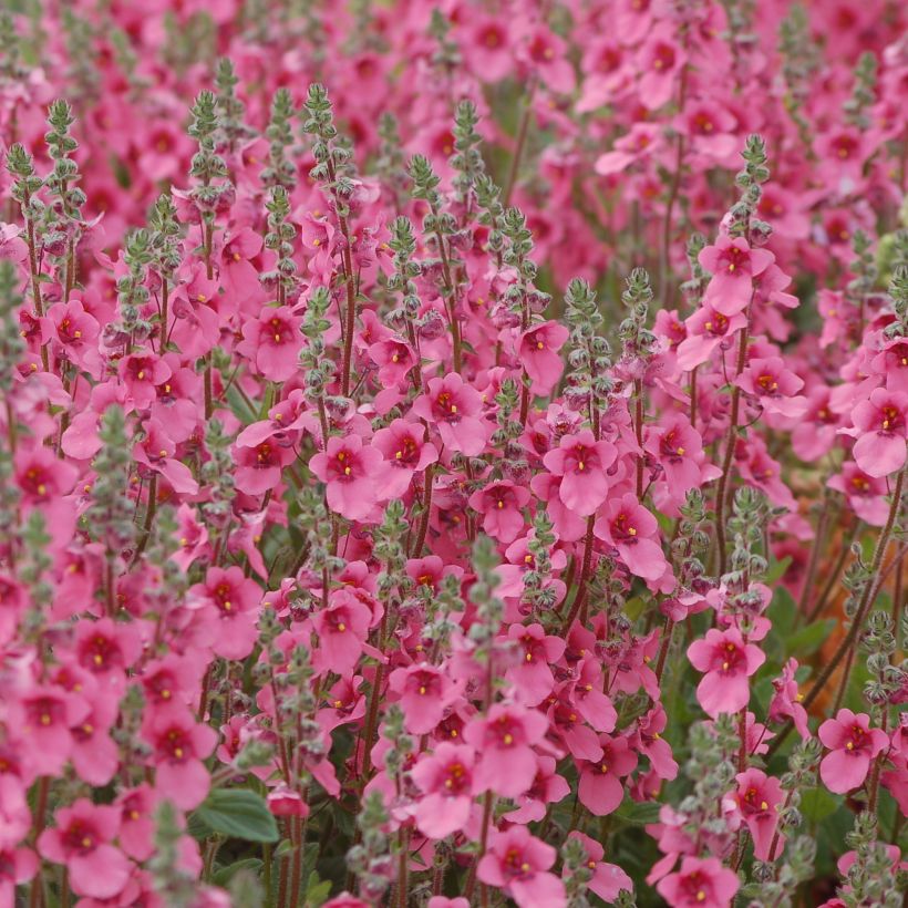 Diascia integerrima (Porte)