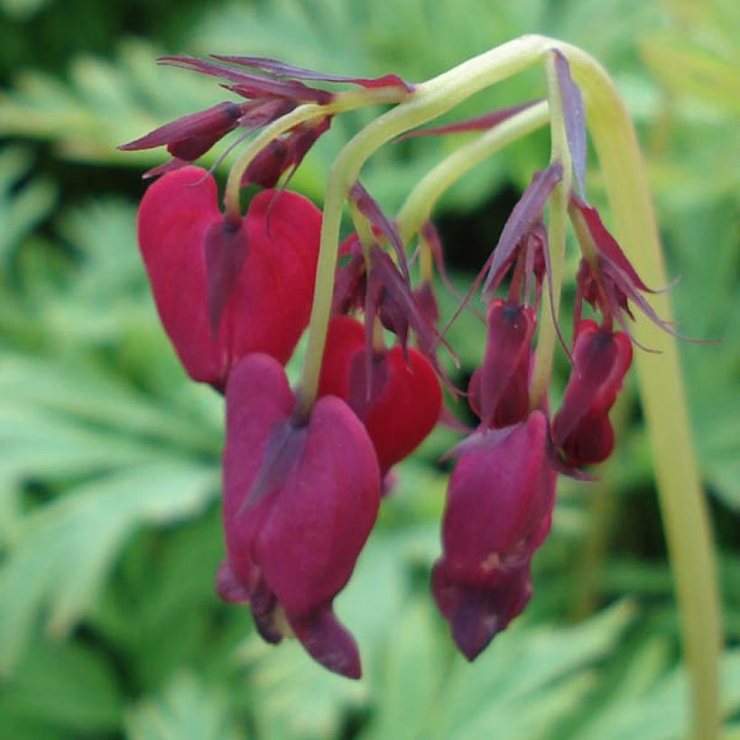 Dicentra formosa Bacchanal (Floración)