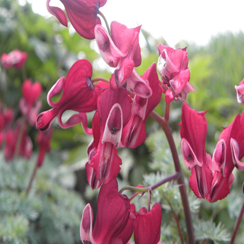 Dicentra Burning Hearts (Floración)