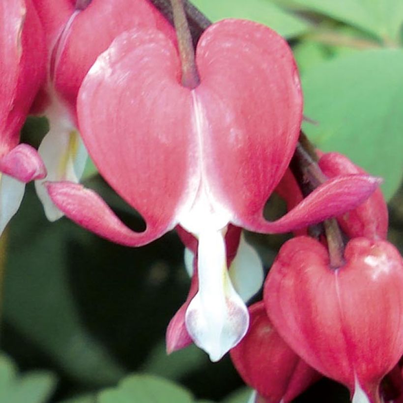 Dicentra spectabilis Valentine (Floración)