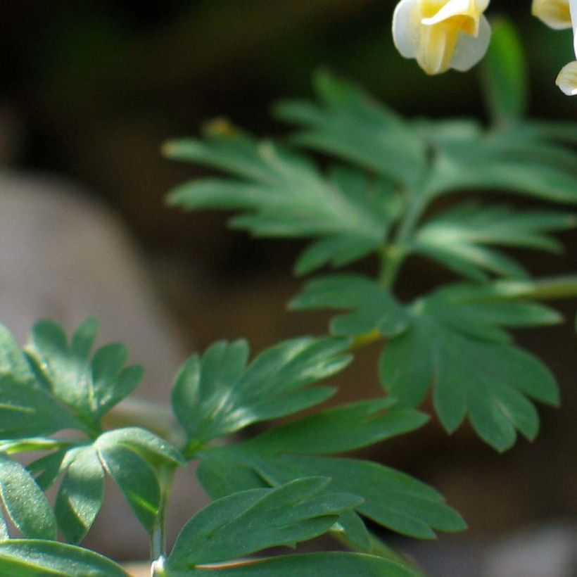 Dicentra cucullaria - Calzones de holandés (Follaje)