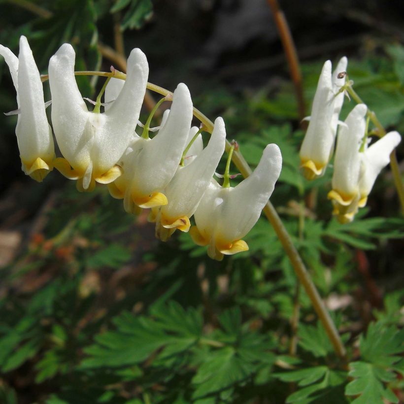 Dicentra cucullaria - Calzones de holandés (Floración)