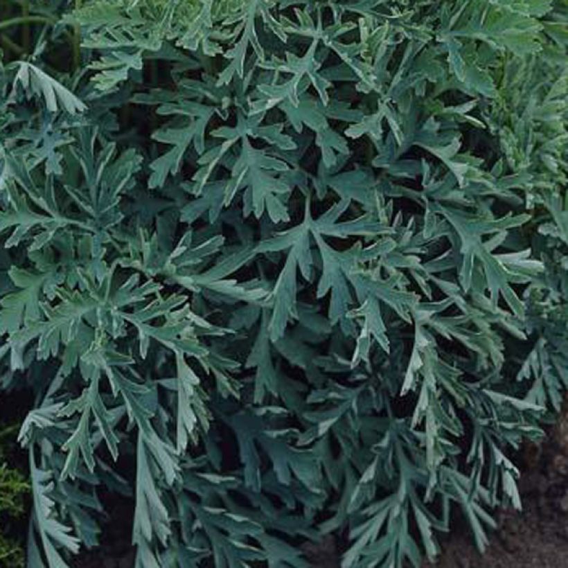 Dicentra formosa Aurora (Follaje)