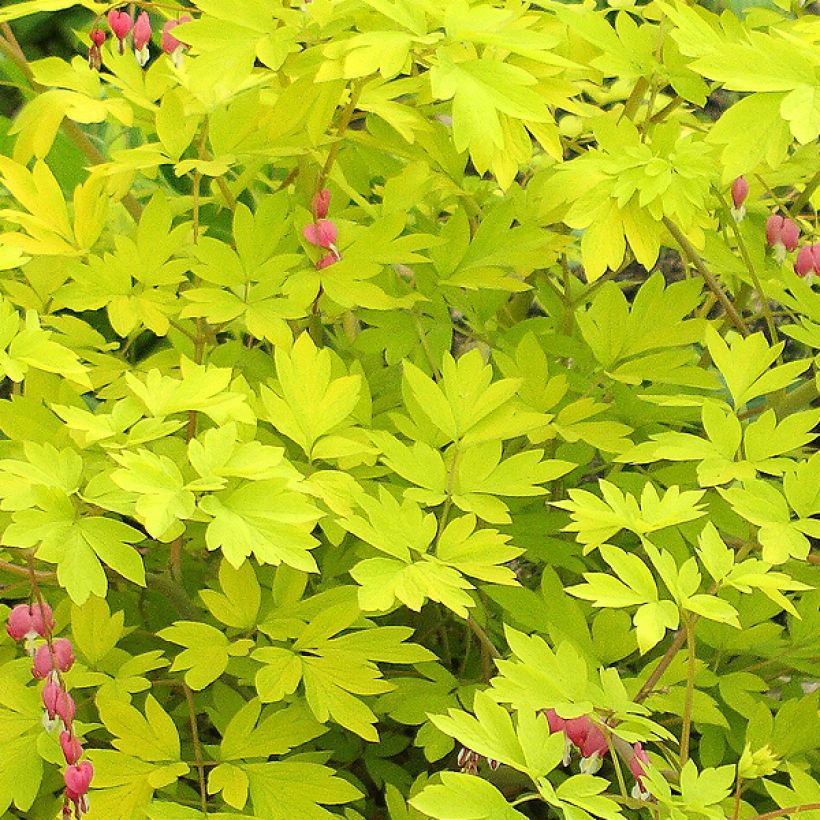 Dicentra spectabilis Goldheart (Follaje)