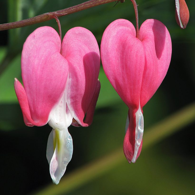 Dicentra spectabilis Goldheart (Floración)