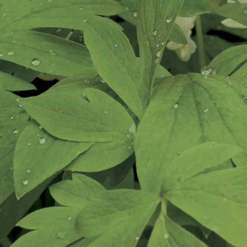 Dicentra spectabilis Alba (Follaje)