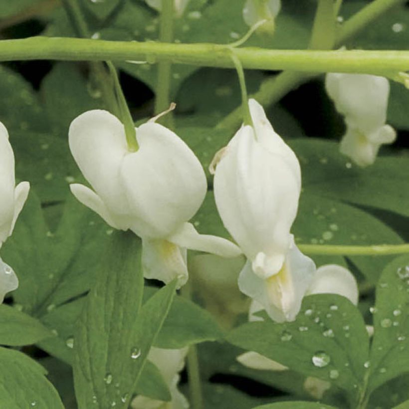 Dicentra spectabilis Alba (Floración)