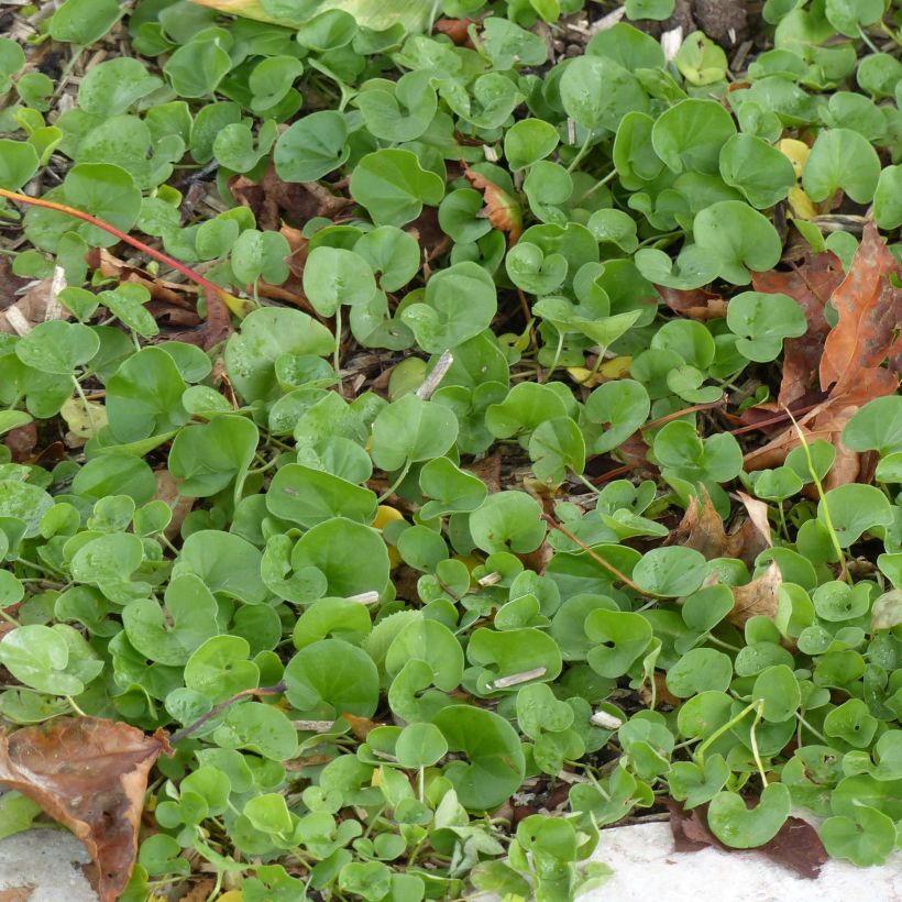 Dichondra repens (Follaje)