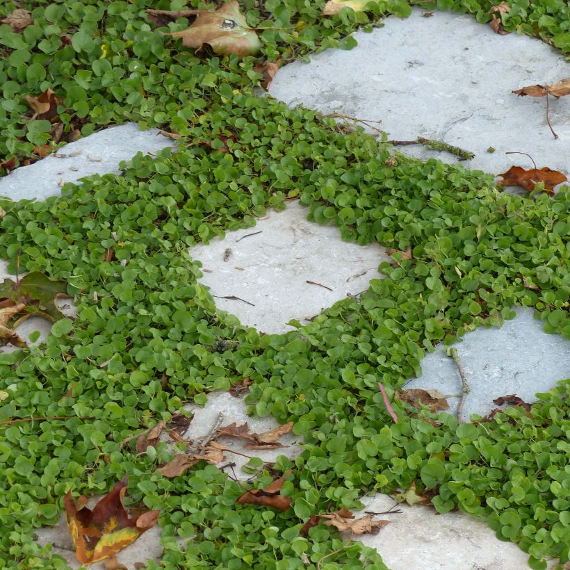 Dichondra repens (Porte)