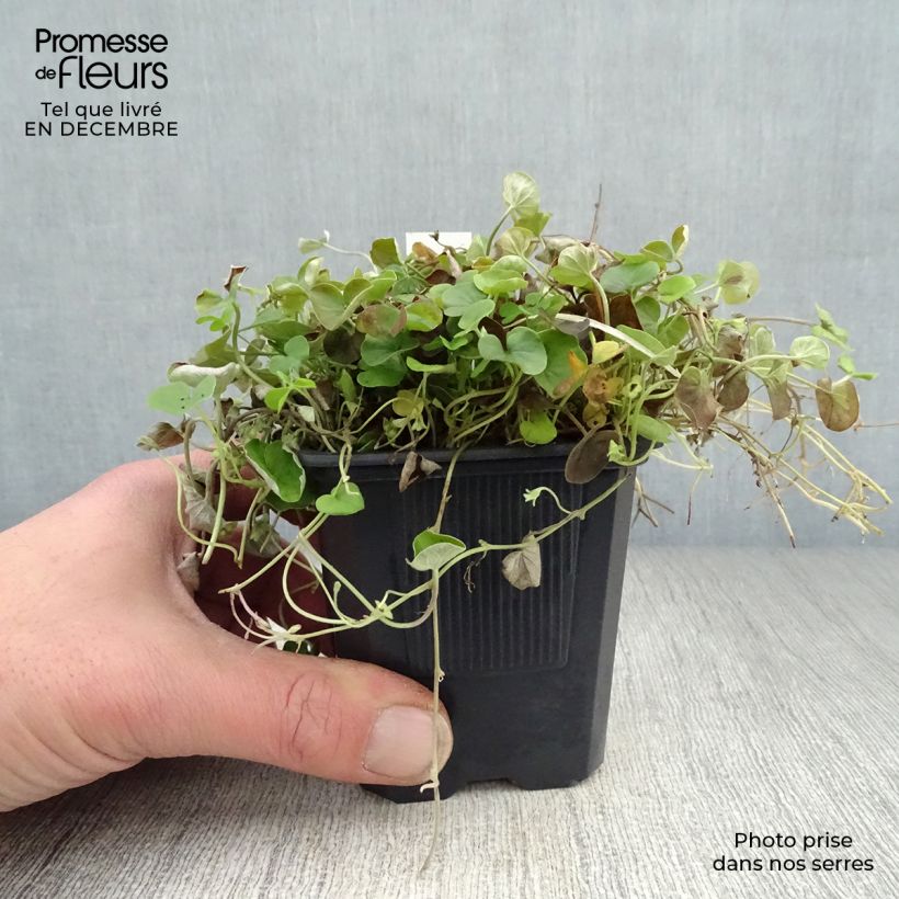 Dichondra repens - Dichondra rampant Godet de 8 cm Ejemplar entregado en invierno