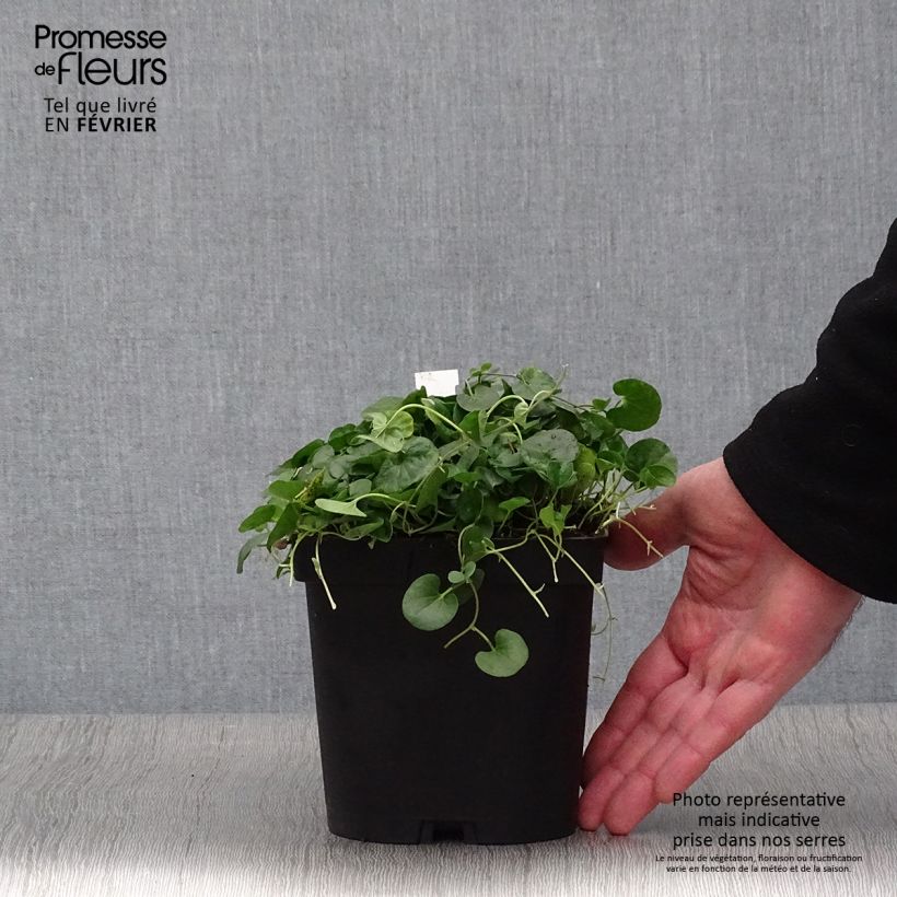 Dichondra repens Ejemplar entregado en invierno