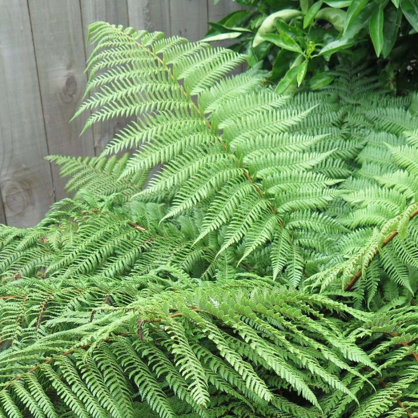 Dicksonia squarrosa - Helecho arborescente (Follaje)