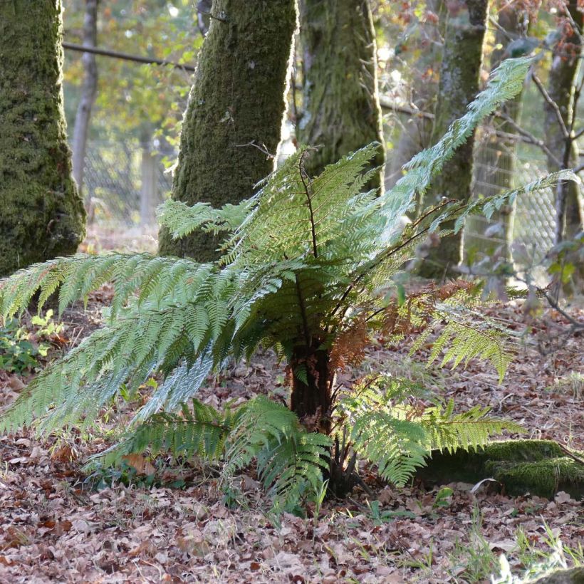 Dicksonia squarrosa - Helecho arborescente (Porte)