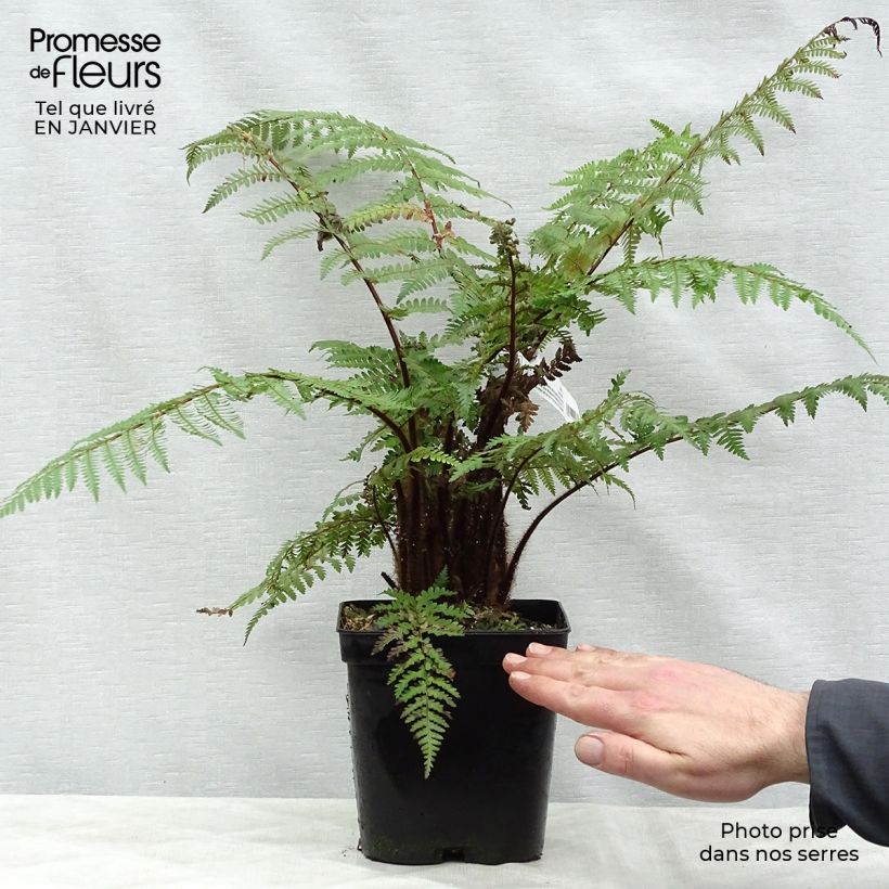 Dicksonia squarrosa - Fougère arborescente  Pot de 3L/4L Ejemplar entregado en invierno