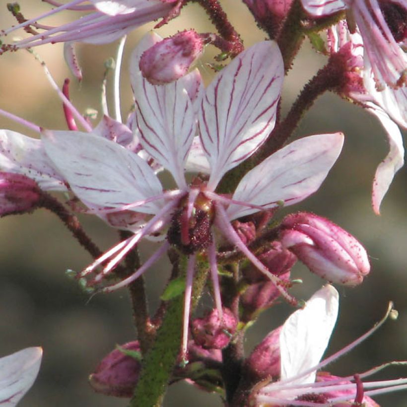 Dictamnus albus - Fraxinela (Floración)