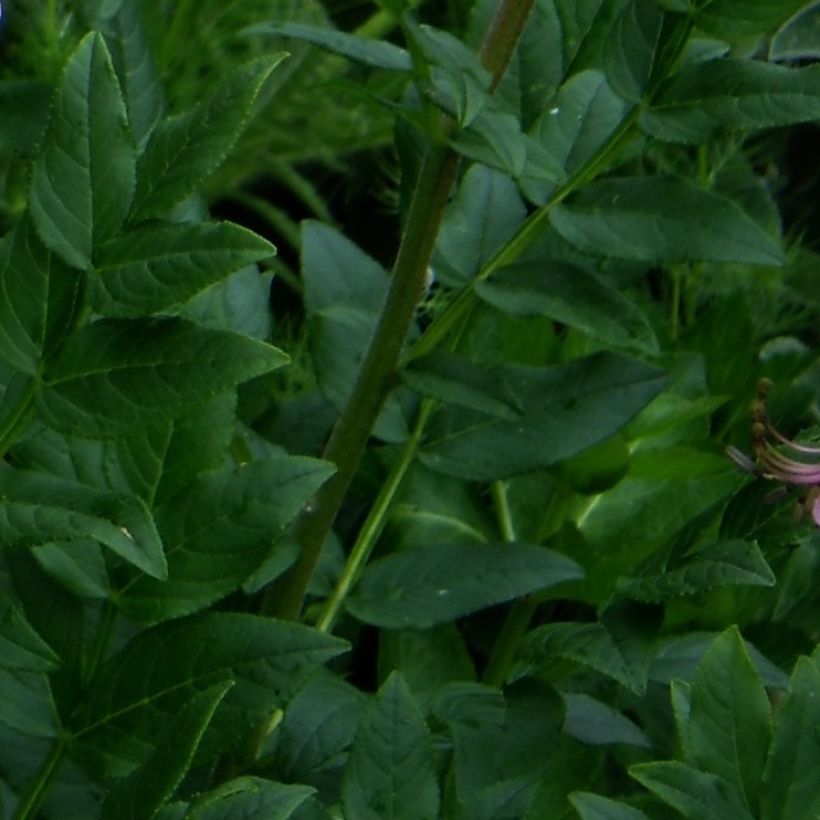 Dictamnus albus var. purpureus - Fraxinela morada (Follaje)