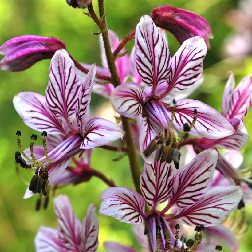 Dictamnus albus var. purpureus - Fraxinela morada (Floración)