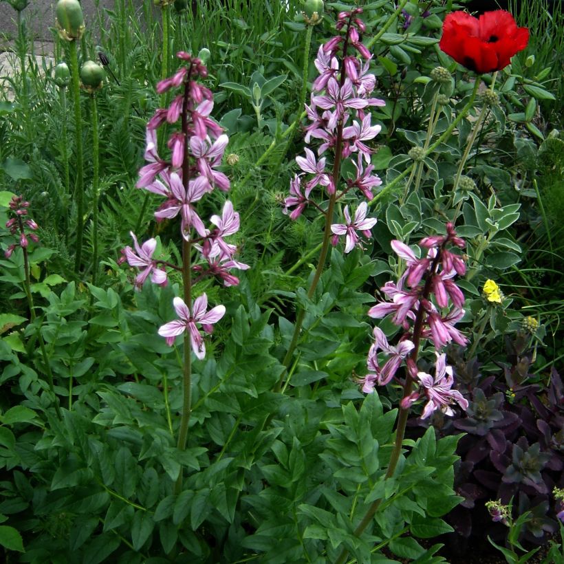 Dictamnus albus var. purpureus - Fraxinela morada (Porte)