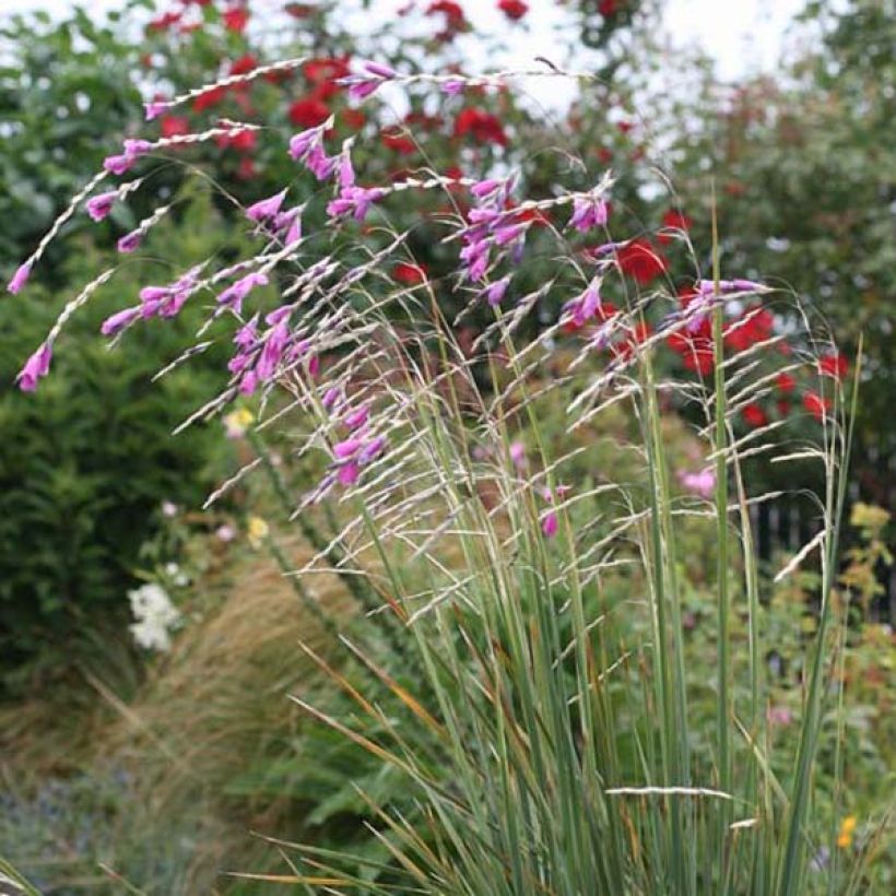 Dierama pulcherrimum - Pluma del ángel rosa (Porte)