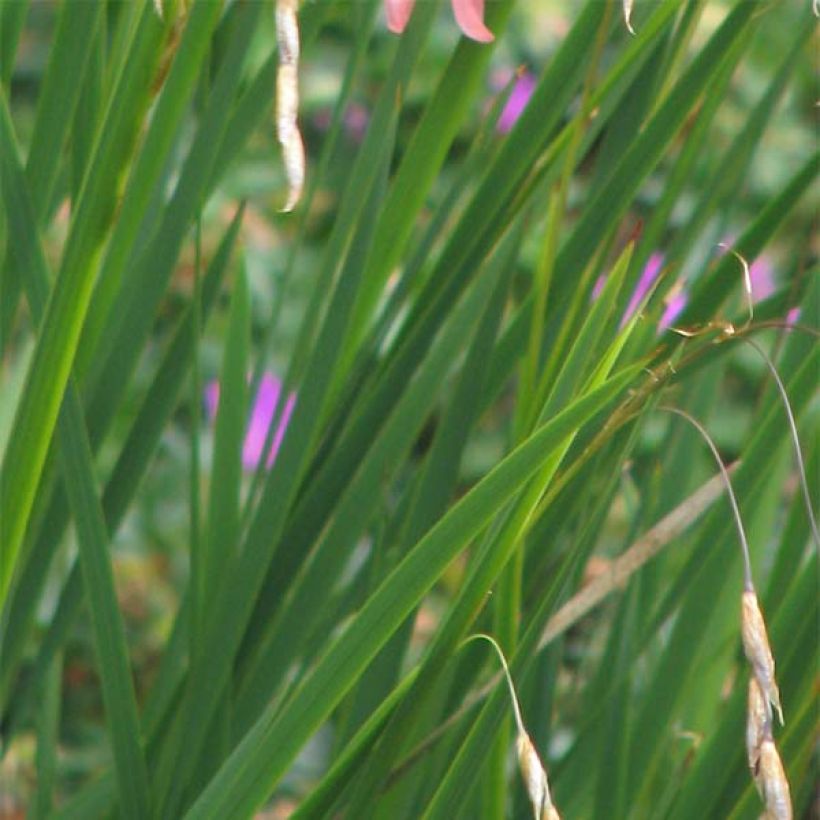 Dierama igneum - Pluma del ángel (Follaje)