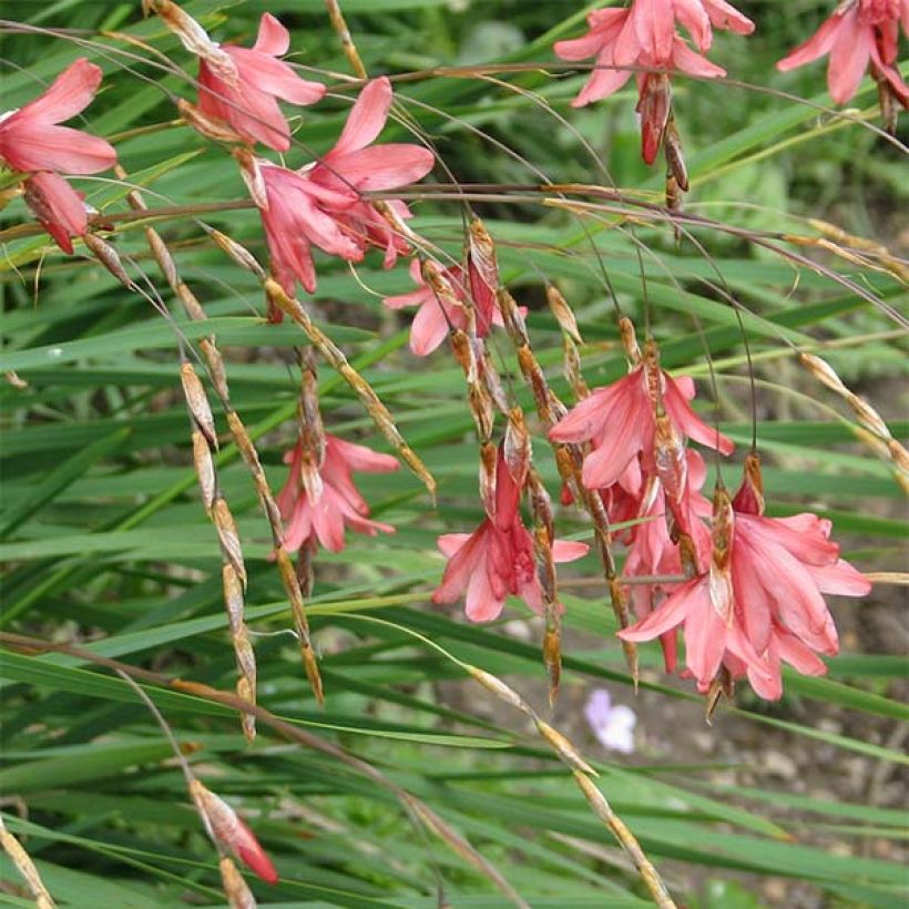 Dierama igneum - Pluma del ángel (Floración)