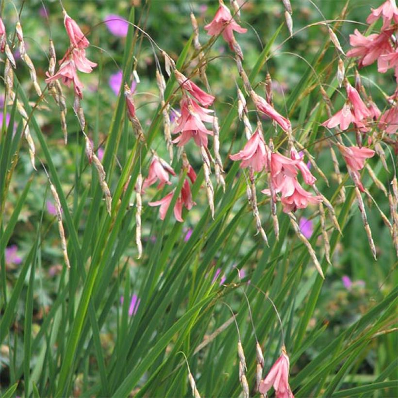 Dierama igneum - Pluma del ángel (Porte)