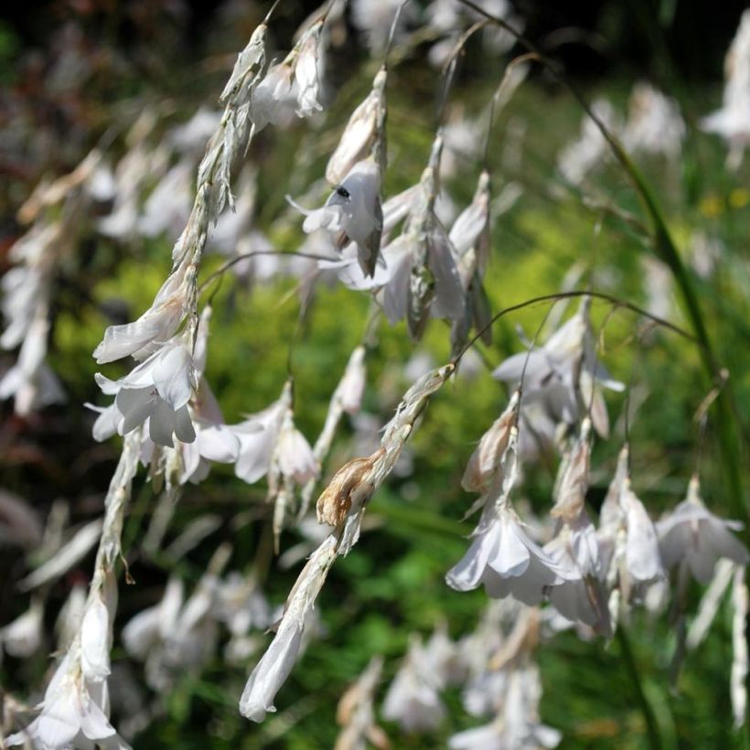 Dierama pulcherrimum Alba - Pluma del ángel rosa (Floración)