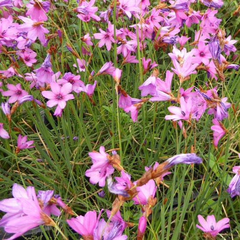 Dierama trichorhizum - Pluma de ángel (Floración)