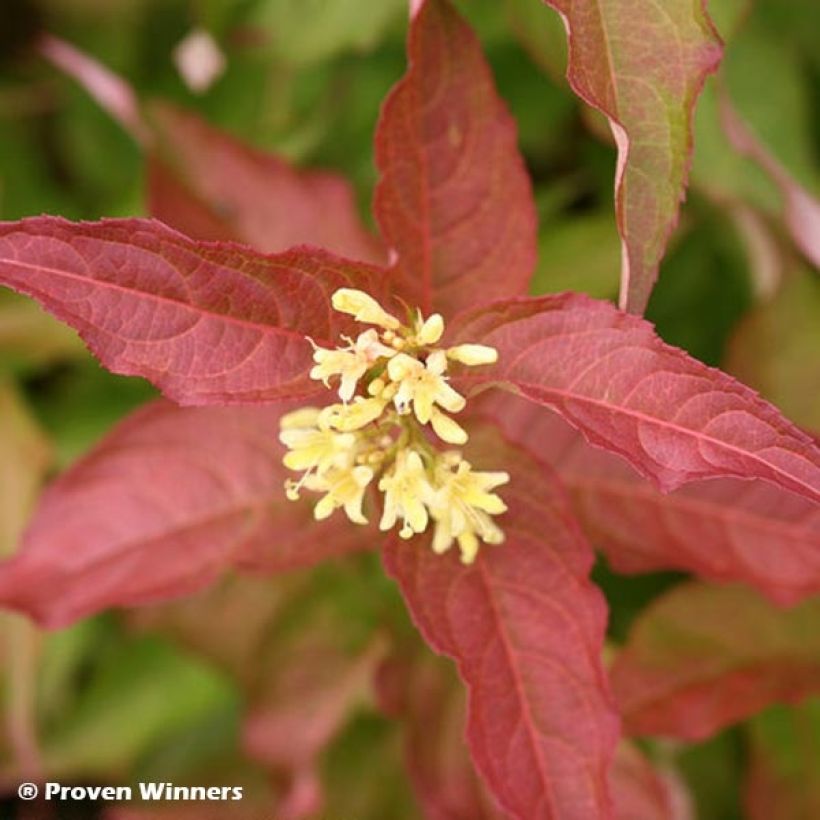 Diervilla Kodiak Red - Brezalillo (Floración)