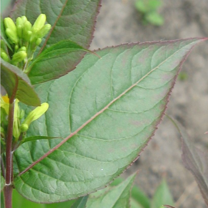 Diervilla splendens - Brezalillo (Follaje)