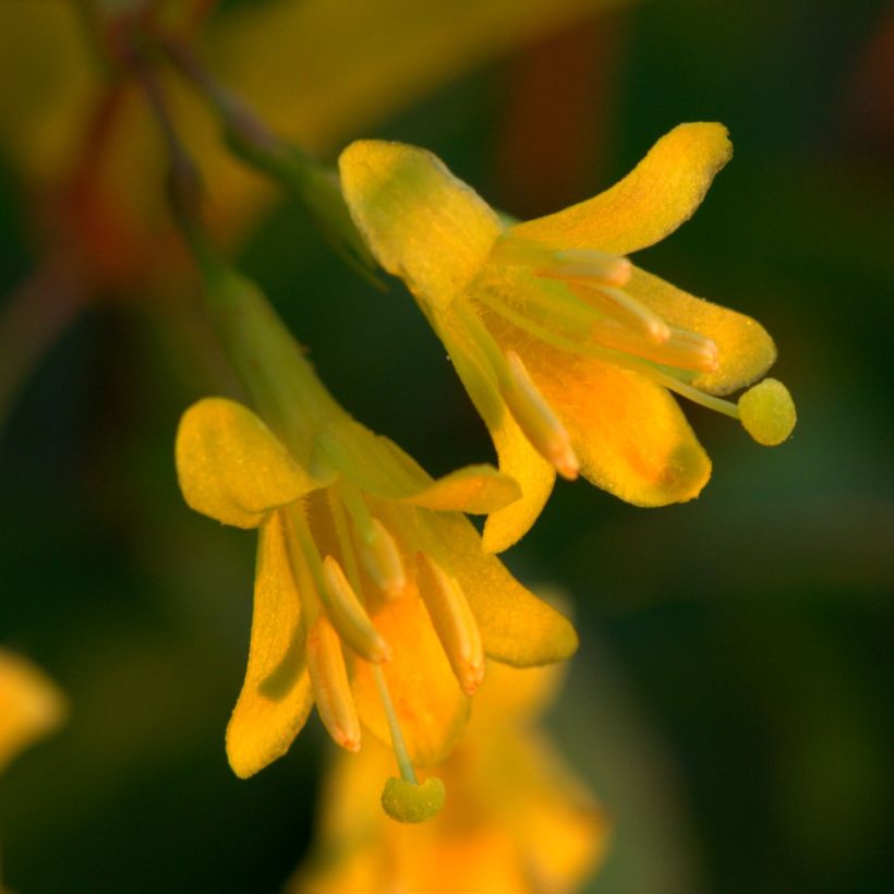 Diervilla splendens - Brezalillo (Floración)