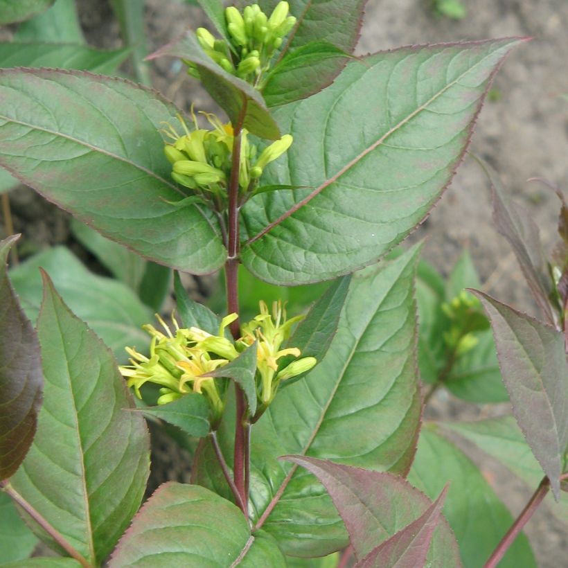 Diervilla splendens - Brezalillo (Porte)