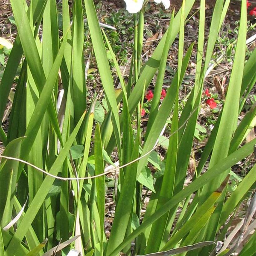 Dietes grandiflora - Iris de Sudáfrica (Follaje)