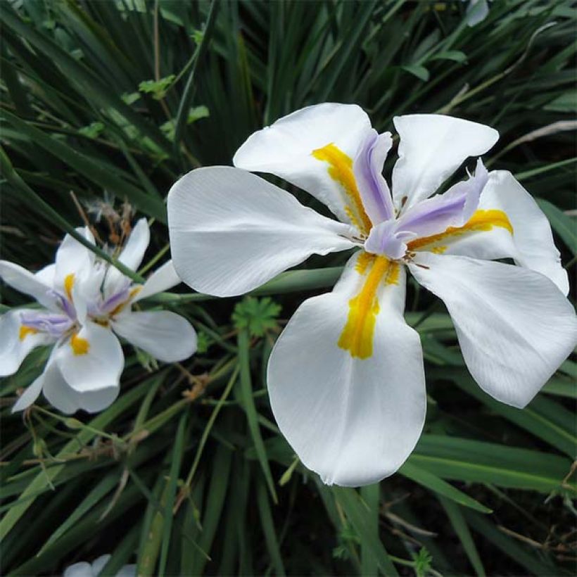 Dietes grandiflora - Iris de Sudáfrica (Floración)