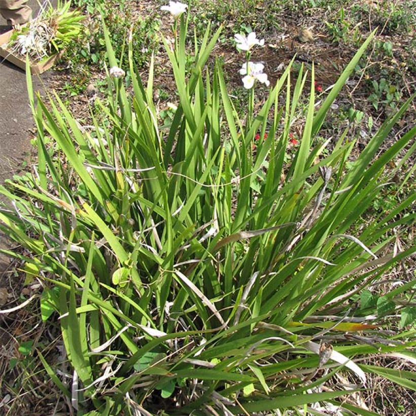 Dietes grandiflora - Iris de Sudáfrica (Porte)