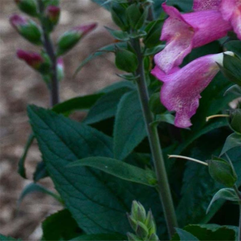 Digitalis Berry Canary - Digital (Follaje)