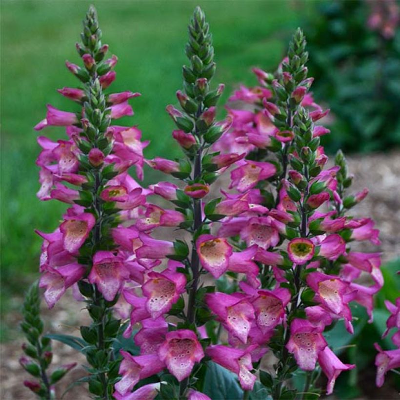 Digitalis Berry Canary - Digital (Floración)