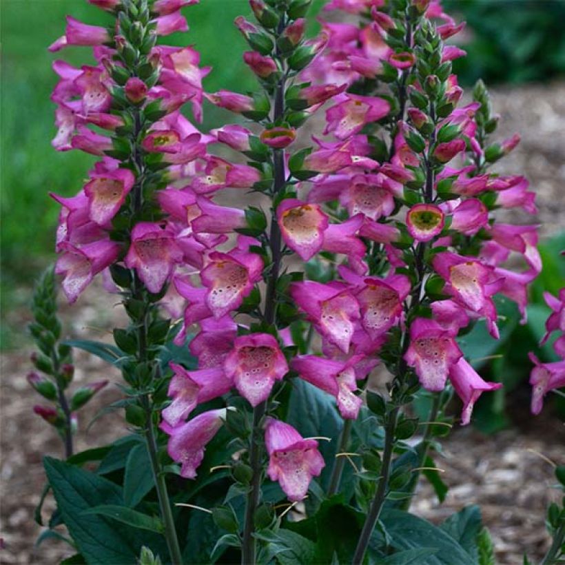 Digitalis Berry Canary - Digital (Porte)