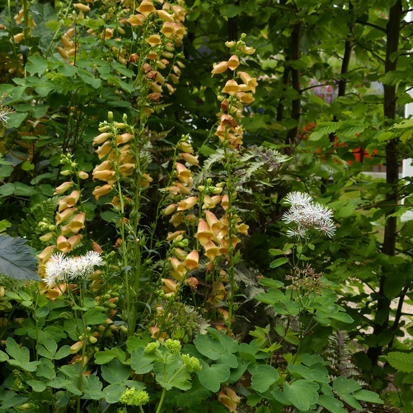 Digitalis Goldcrest - Digital (Porte)