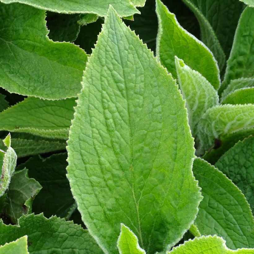 Digitalis mertonensis - Dedalera (Follaje)