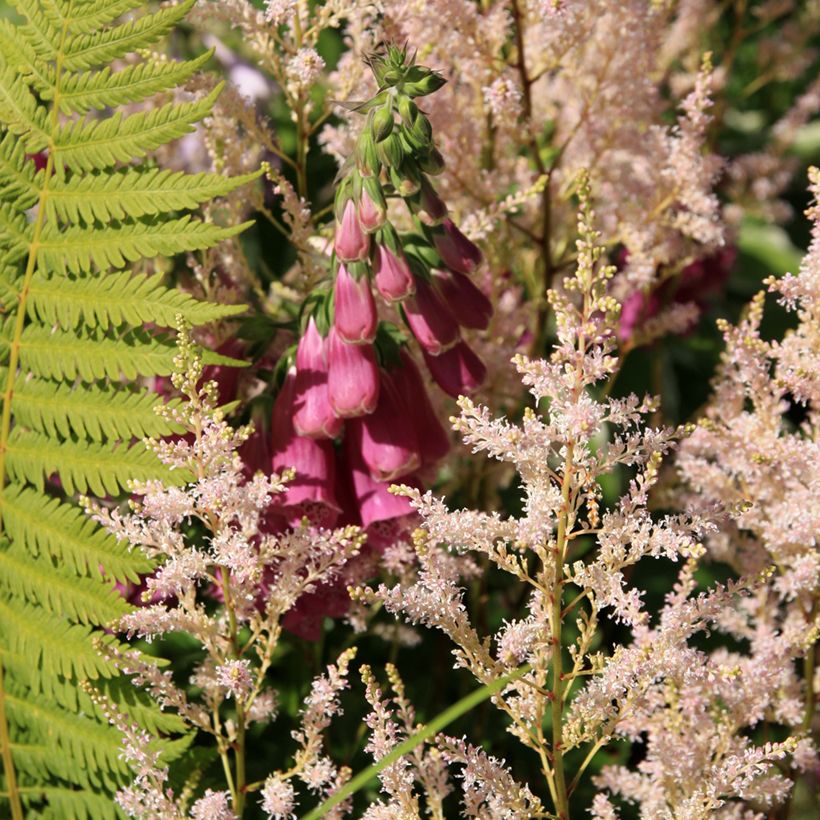 Digitalis purpurea Monstrosa (Porte)