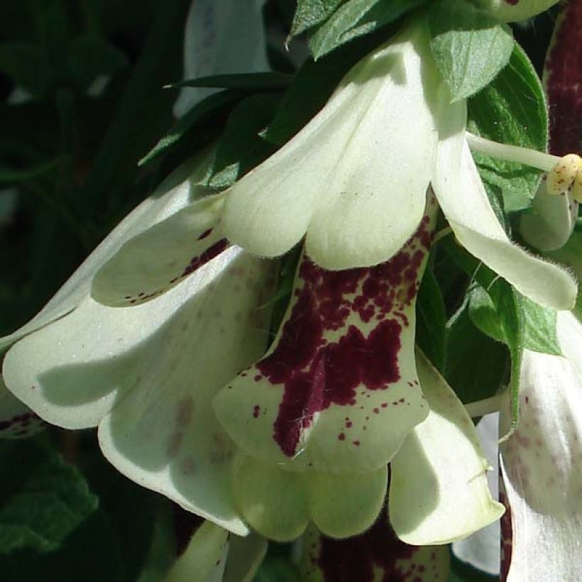 Digitalis purpurea Pam's Split (Floración)