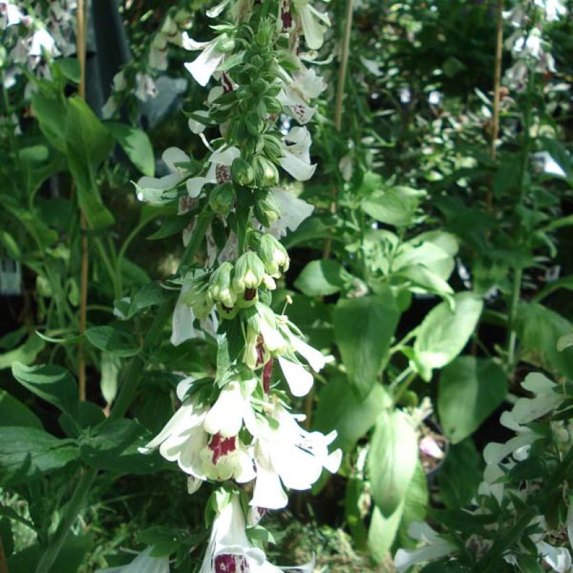 Digitalis purpurea Pam's Split (Porte)