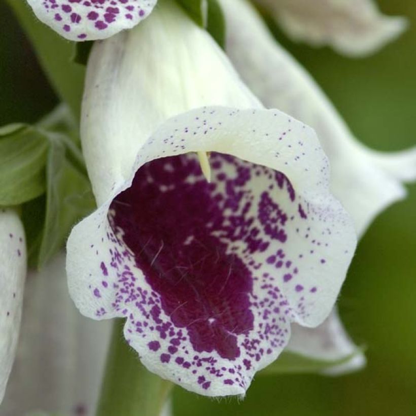 Digitalis purpurea Pam s Choice (Floración)