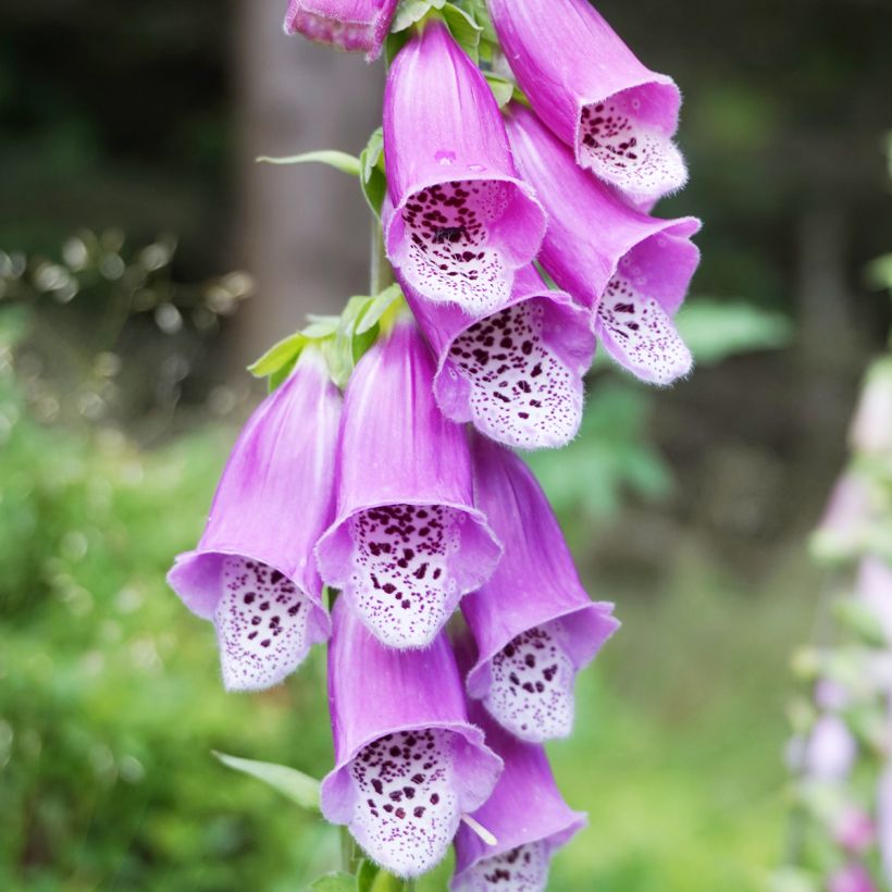 Digitalis purpurea (Floración)